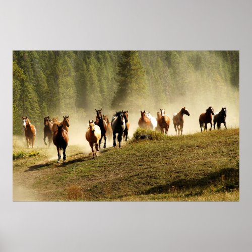 Running horses on Montana ranch Poster